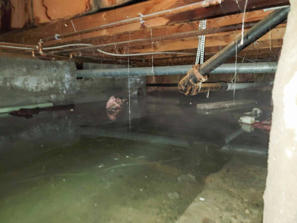 Best Mold removal after water damage  in Nicholasville, KY