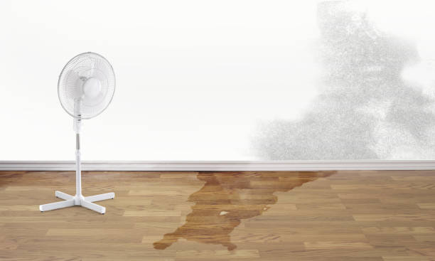 Best Carpet water damage restoration  in Nicholasville, KY